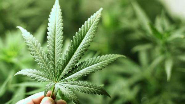Anvisa aprova novas regras para cultivo de Cannabis medicinal