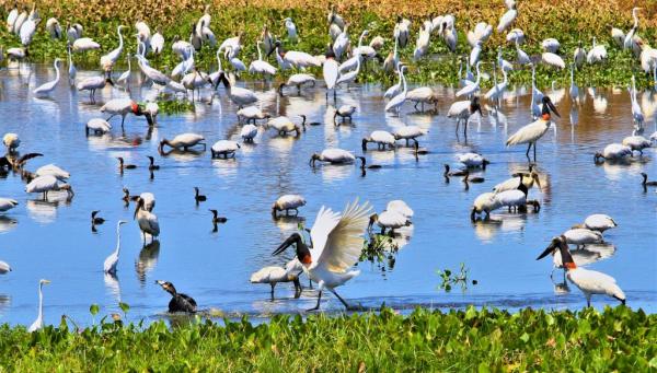 Governo de MS mobiliza secretarias para as açõs da COP15
