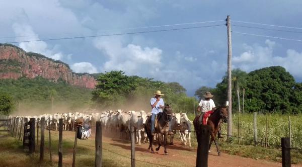 Decreto do boi em pé que reduziu ICMS alavanca comércio de animais em 83% no MS