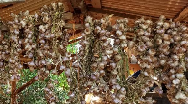 Agricultura familiar impulsiona produção de alho em Nova Andradina