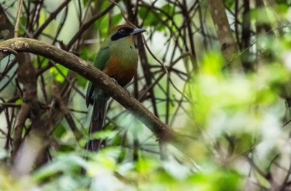 Juruva é instituída ave símbolo da Mata Atlântica em MS
