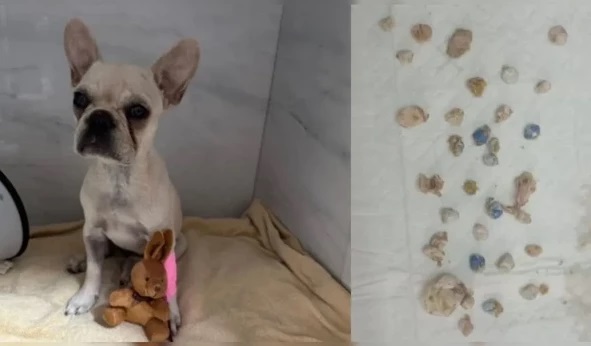 Cadela é internada após ingerir mais de 50 pedras de crack em SC