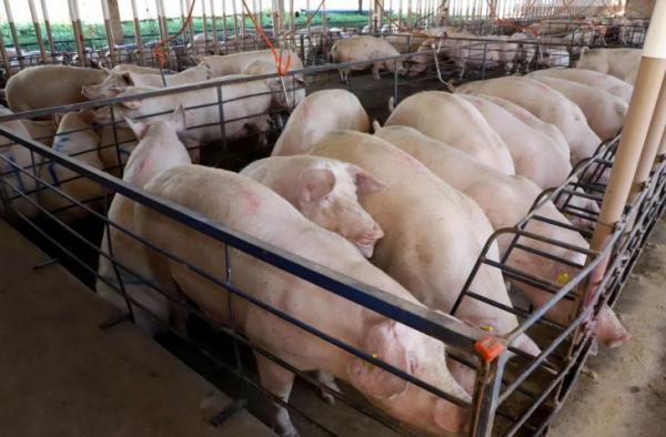MS consolida avanço da suinocultura com crescimento de 50%