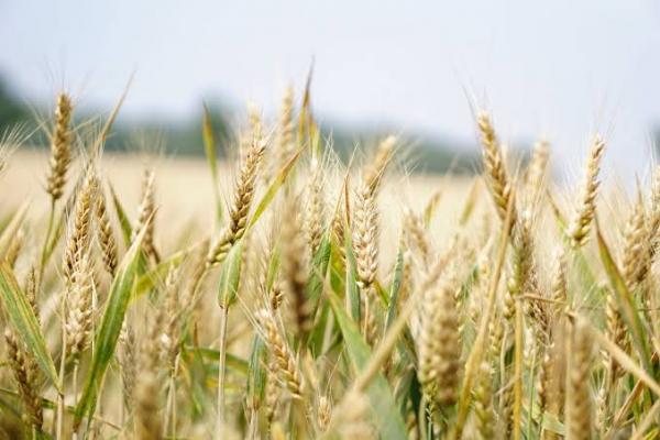 Plantio de trigo avança, mas setor destaca incertezas com qualidade e clima