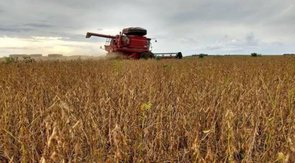 Colheita da soja avança em MS com alta produtividade e sem danos devido à chuva