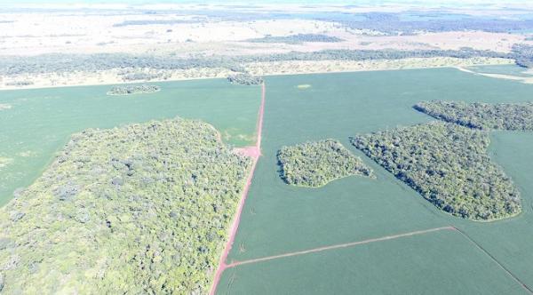 PMA autua 25 pessoas e aplica R$ 568 mil por desmatamentos durante operação Cervo do Pantanal