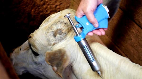 Para vacinar 21 milhões de animais, MS inicia campanha contra a aftosa no dia 1° de maio
