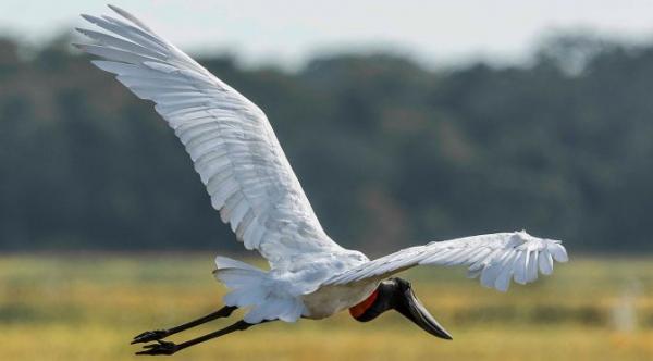 Turismo de MS presente na maior feira de Observação de Aves da América Latina