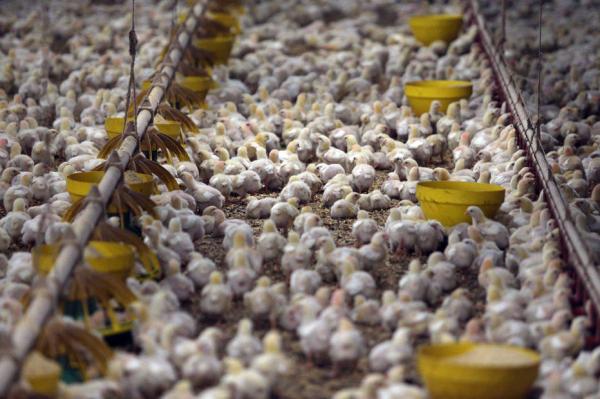 Por frango e açúcar, Brasil estuda abrir processo contra a China na OMC