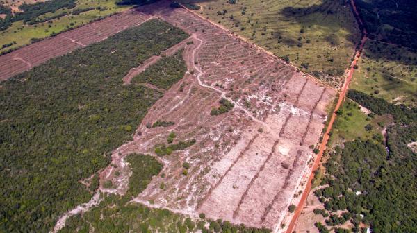 Desmatamento em Área de Proteção Ambiental desespera empresário